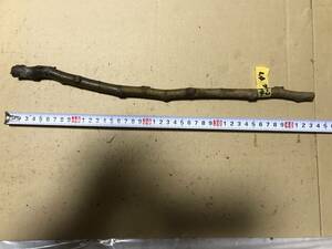 イチジク 穂木 グリーングリーク 長さ38cm以上 太さ10mm以上 同梱可 無花果 いちじく 苗木 管L4M