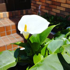 植木 カラー 白色花 （小サイズｘ10本）海芋 エチオピカ 湿地性 球根 苗  宅急便 30の画像2