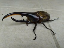 ヘラクレス・ヘラクレス　成虫ペア　♂126.1mm、♀70.1mm　未使用未後食_画像5