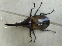 ヘラクレス・ヘラクレス　成虫ペア　♂126.1mm、♀70.1mm　未使用未後食_画像4