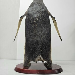 【希少】ペンギン 剥製 キングペンギン オウサマペンギン 王様ペンギン 約71cmの画像9