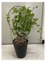 鉢付き アフリカ型 亀甲竜 塊根 多肉植物 Dioscorea elephantipes 観葉植物_画像1