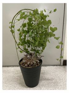 鉢付き アフリカ型 亀甲竜 塊根 多肉植物 Dioscorea elephantipes 観葉植物