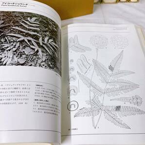 B-T3/7 日本のシダ植物図鑑 全８巻 東京大学出版会 初版の画像8