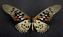 ■外国産蝶標本　 ドルーリーオオアゲハ Ａ♂　中央アフリカ共和国 産 　野外採集品_画像4