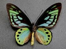 ■ 外国産蝶標本 オビトリバネアゲハ A-♂　オビ島 産 野外採集品_画像3