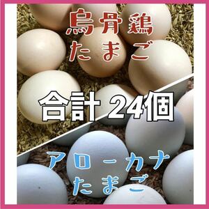 【合計24個】烏骨鶏 アローカナ 有精卵 各12個 平飼い卵 鶏卵 食用