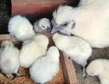 即決 烏骨鶏 アローカナ 鶏 有精卵 平飼い 卵 食用_画像3