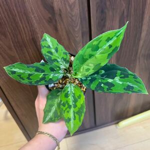 アグラオネマピクタム　マルチカラー白玉【AZ0912-1】　aglaonema pictum 