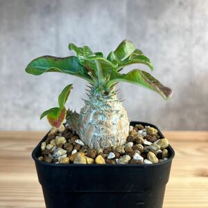 選抜S2 パキポディウムウィンゾリー★ Pachypodium windsorii ★コーデックス　良型　塊根植物　実生1