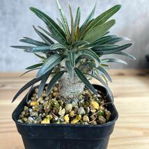 H1★パキポディウム グラキリス★ Pachypodium glacilius★コーデックス　良型　塊根植物　実生_画像3