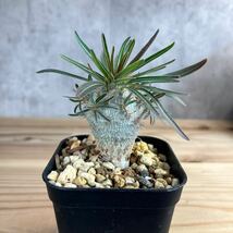 H3★パキポディウム グラキリス★ Pachypodium glacilius★コーデックス　良型　塊根植物　実生_画像1