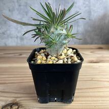 H3★パキポディウム グラキリス★ Pachypodium glacilius★コーデックス　良型　塊根植物　実生_画像4