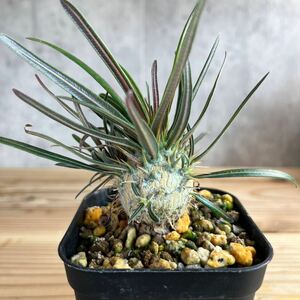 H1★パキポディウム グラキリス★ Pachypodium glacilius★コーデックス　良型　塊根植物　実生