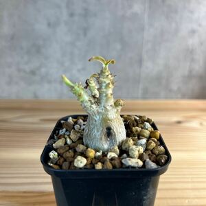 A5 パキポディウムウィンゾリー★ Pachypodium windsorii ★コーデックス　良型　塊根植物　実生1