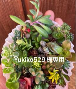 初心者様も大丈夫！イロトリドリ チビカット苗　寄せ植え　多肉植物　セダム等＋おまけ/999円抜き苗