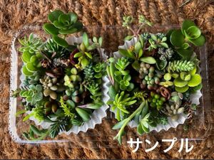 イロトリドリ35種類×2倍（同じ種類）　チビカット苗　寄せ植え　多肉植物　セダム　ゆうパケット発送