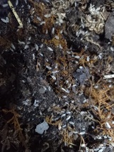 シロホソワラジムシ (150～200匹相当）繁殖済土壌　100ｇ　プラケース付き　 商品説明を必ず読んだ上で購入検討をお願いします。_画像2
