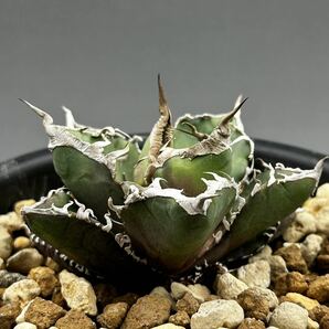 【rich in nature's】agave アガベ SAD 南アフリカダイアモンド 斑入りの画像1