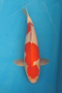 錦鯉 No34　紅白　令和4年産　45cm 錦鯉