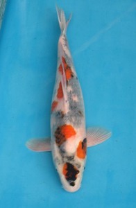  colored carp No16 Showa era three color . peace 3 year production 43cm tail . deformation colored carp 