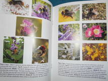 即決　イギリス『ハイランド地方のマルハナバチ　Highland Bumblebees』昆虫学、Incectハチ目膜翅目、生態Social bees ミツバチ　ハナバチ_画像8