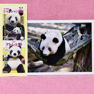 ＜新品♪＞☆上野動物園☆シャンシャン ポストカード＆しおりシール（パンダ自身×アトレ上野）セット⑤☆／MINTSUKU・香香・ステッカー