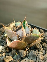 【hiiro】鉢ごと アガベ D-ROSE コレクション株 agave titanota d-rose（検 チタノタ レア ローズ_画像3