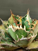 【hiiro】アガベ オアハカベイビーズ 子株 agave titanota oaxaca （検 チタノタ オテロイ アリゾナメリクロン_画像4