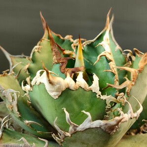 【hiiro】アガベ オアハカベイビーズ 子株 agave titanota oaxaca （検 チタノタ オテロイ アリゾナメリクロンの画像4