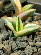 【hiiro】セット アガベ スナグルトゥース 暴牙 子株 agave titanota snaggle tooth（検 チタノタ オテロイ_画像3