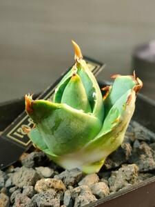 【hiiro】アガベ アングリーハート 子株 agave titanota angry heart FO-021（検 チタノタ オテロイ イラン マッドボール