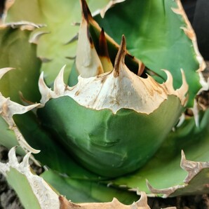 【hiiro】鉢ごと アガベ 南アフリカダイヤモンド 子株 agave titanota SAD TC（検 チタノタ オテロイ 発根済の画像4