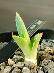 【hiiro】アガベ 鳳凰 フェニックス 子株 agave titanota phoenix（検 チタノタ オテロイ 阿修羅 騎士