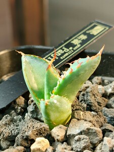 【hiiro】稀少 アガベ 胖鯨 子株 agave titanota panjin（検 チタノタ オテロイ パンジン