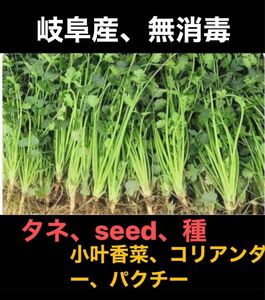  岐阜産、無消毒、自然栽培、コリアンダー、　　パクチー　　香菜の種　タネ、seed　　1セット 30g 約3０００粒以上