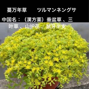 岐阜産、Sedum sarmentosm、ツルマンネングサ、蔓万年草 ●根付きの、抜き苗30本、垂盆草、　三叶草、石指甲