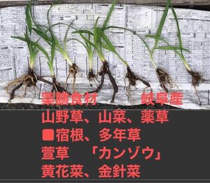 薬膳食材、岐阜産、山野草、山菜、薬草■宿根、多年草 萱草　「カンゾウ」、黄花菜、金針菜　　抜き苗　　5株　　