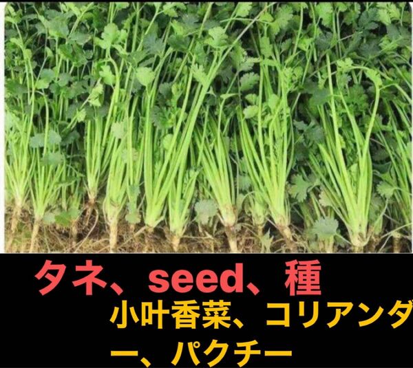  岐阜産、無消毒、自然栽培、コリアンダー、　　パクチー　　香菜の種　タネ、seed　　1セット 30g 約3０００粒以上