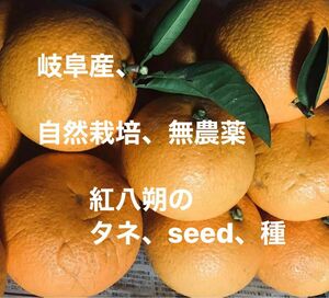 岐阜産、自然栽培、無農薬、紅八朔のタネ、seed、種 