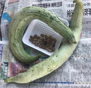 岐阜産、無消毒、伝統野菜レアな野菜　　　種子　　タネ　　seed 　　　蛇瓜、毛烏瓜、ヘビウリ　　　2０粒