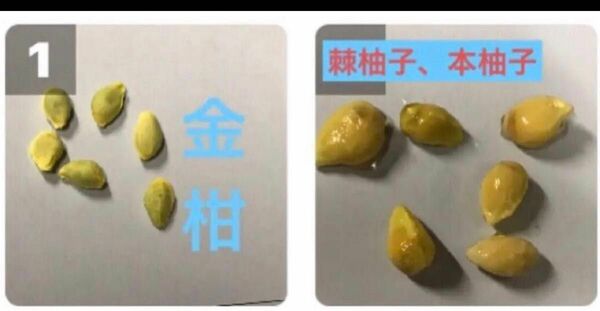 　●棘柚子、本柚子タネ 5粒　●金柑タネ5粒●紅八朔５粒
