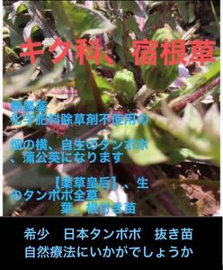 自然療法に、農薬や化学肥料除草剤不使用の　畑の横、自生の日本タンポポ、蒲公英、葉、(蕾ある時期)、根付き苗　　5株、婆婆丁