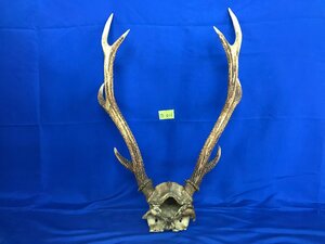 *17-011* interior miscellaneous goods details unknown head cover on the bone deer. angle display antique objet d'art specimen wall decoration sword .. collection [140]