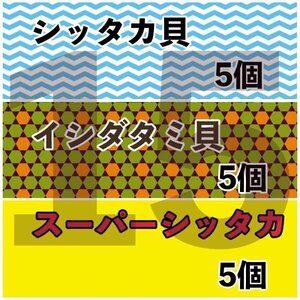 【各5匹 合計15匹】海水水槽コケ取り貝　3種セット　シッタカ　スーパーシッタカ　イシダタミ　★カワハギ釣り餌