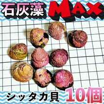 【10個＋α】シッタカ貝　石灰藻MAX type　数量限定　兵庫県産　海水　コケ取り貝　_画像1