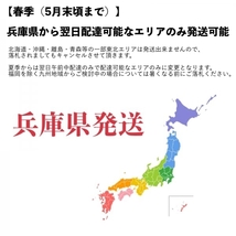 【10個＋α】シッタカ貝　石灰藻MAX type　数量限定　兵庫県産　海水　コケ取り貝　_画像4