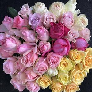  rose { cut flowers * natural flower } incidental Mix 30.SM mixing size!40ps.@ direct delivery from producing area! freshness eminent rose 