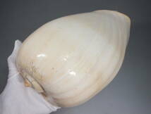 貝 貝殻 標本 巻貝 メロブロディリフ (ブローデリップヤシガイ) 全長約23.5cm 大型標本_画像9