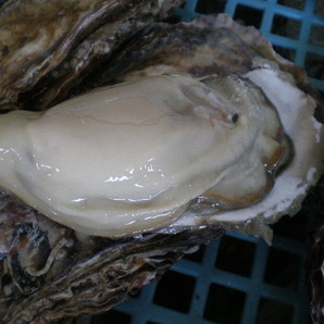 新鮮な 厚岸産 超特大殻付活牡蠣（２００g以上）  ３０個の画像1